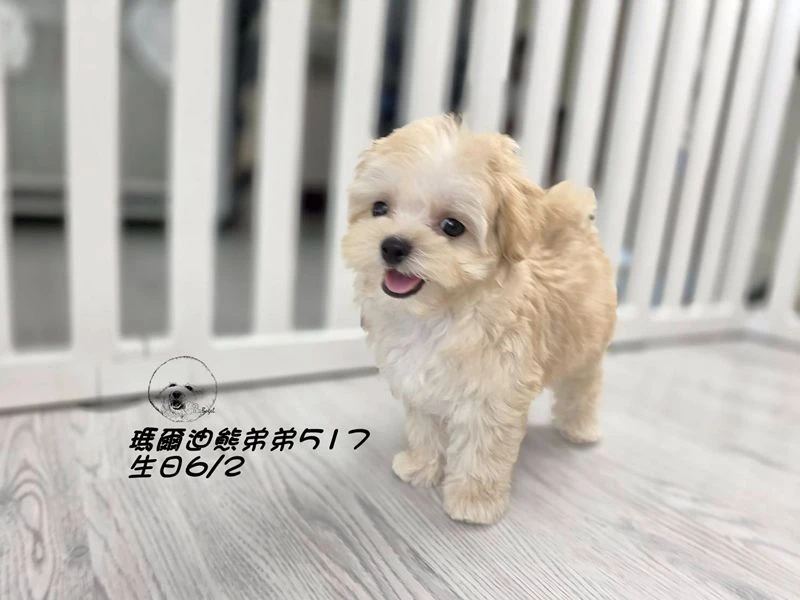 奶油瑪爾泰迪 短吻 短腿 爆毛 弟弟517