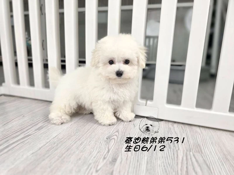 白泰迪熊 短吻 短腿 爆毛 弟弟531