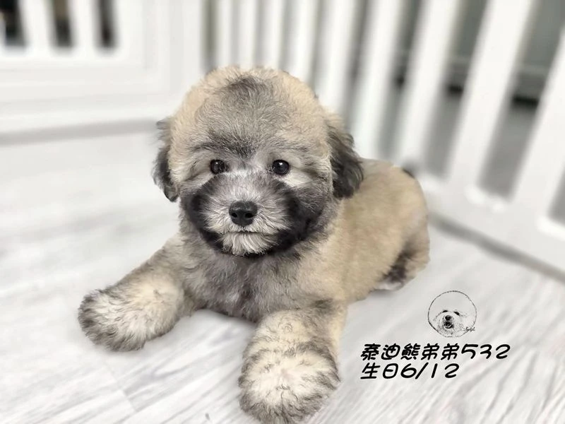 香檳灰 泰迪熊 大眼 短吻 短腿 爆毛 弟弟532