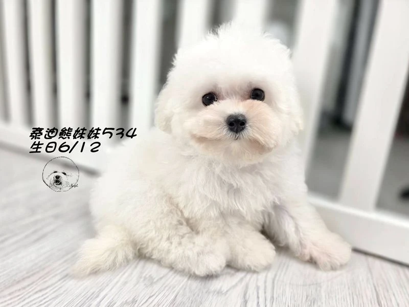 白泰迪熊 大眼 短吻 短腿 爆毛 妹妹534