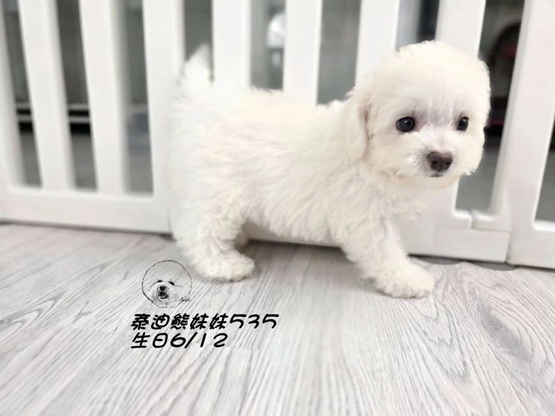奶白泰迪熊 大眼 短吻 爆毛 妹妹535