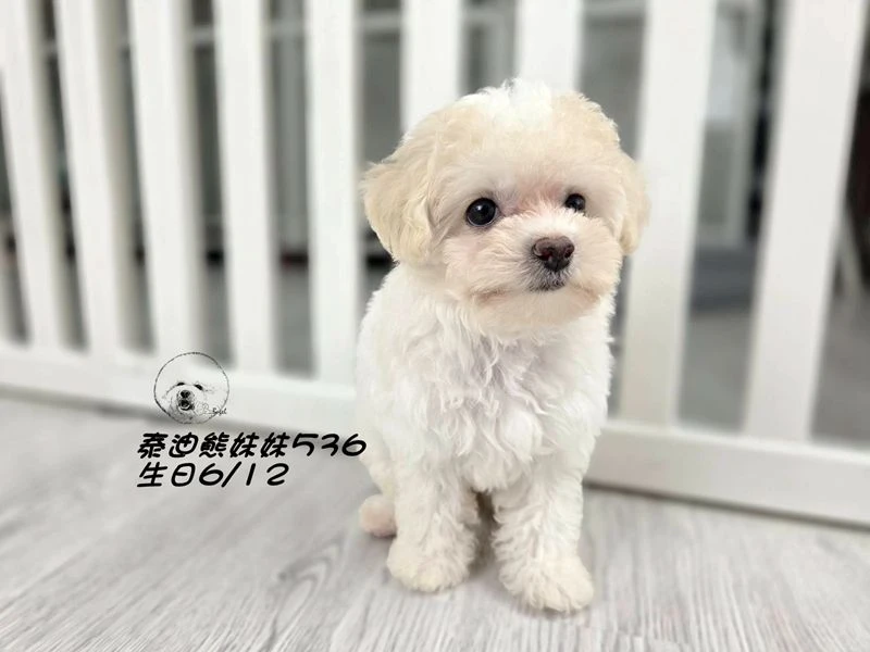 奶油花泰迪熊 大眼 短吻  爆毛 妹妹536