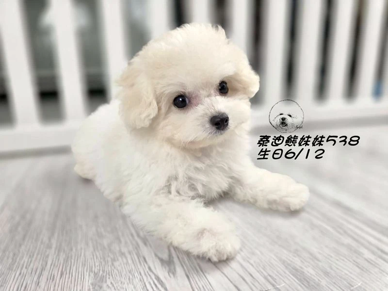 奶白泰迪熊 大眼 短吻 短腿 爆毛 妹妹538