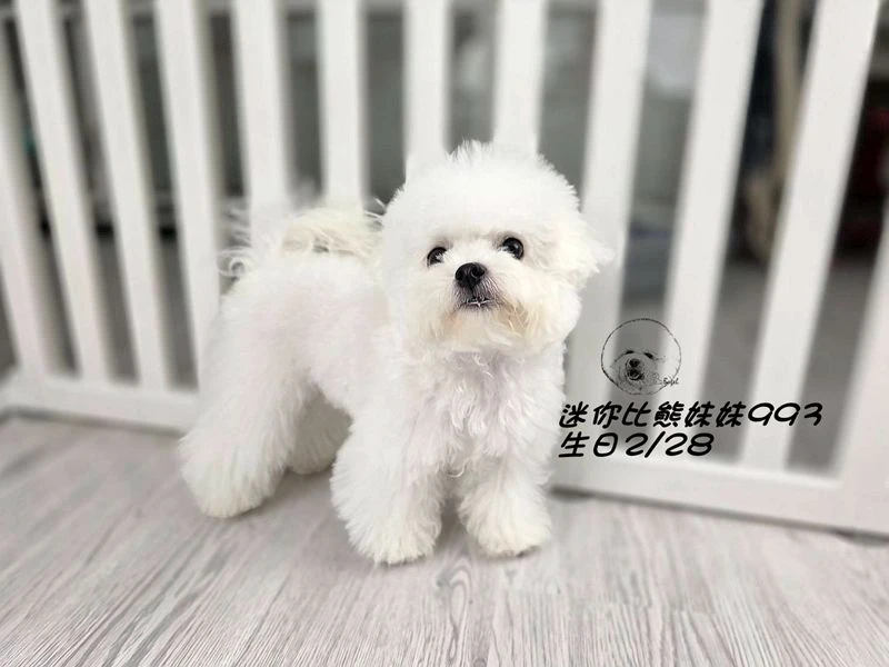 迷你型 短腿 短吻 爆毛 大眼 比熊妹妹993