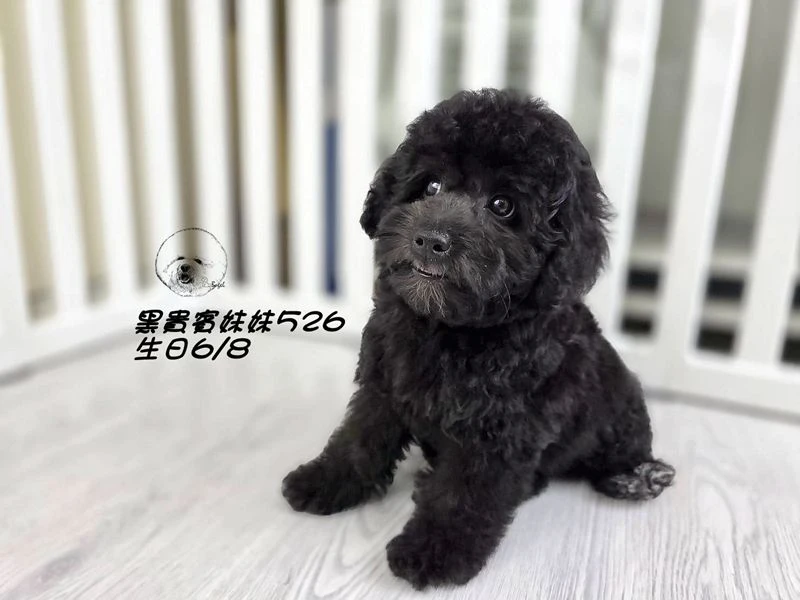 爆毛 黑貴賓妹妹526