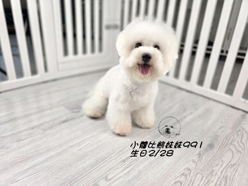 小體型 短腿 短吻 爆毛 大眼 比熊妹妹991
