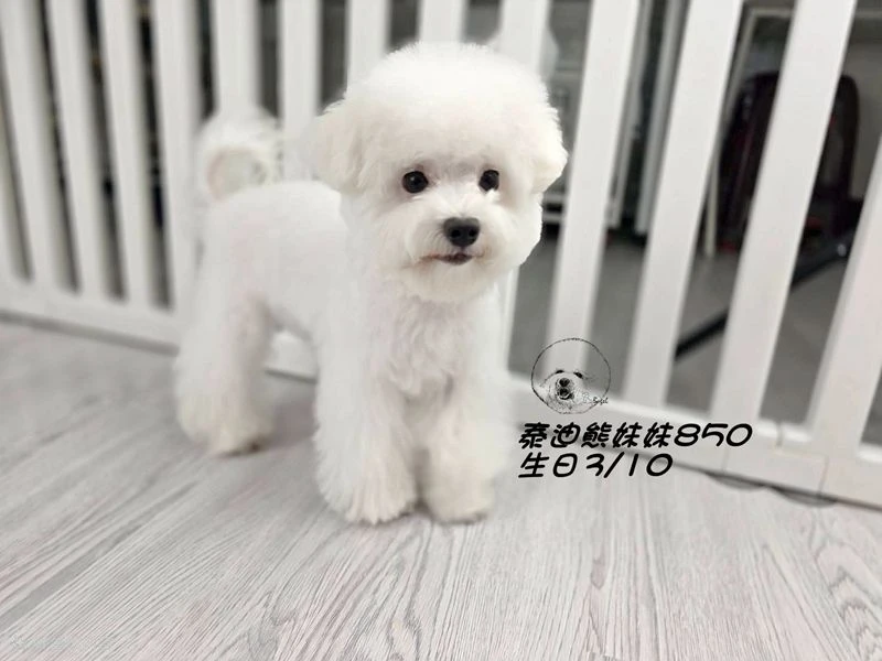 泰迪熊 短吻 白妹妹850