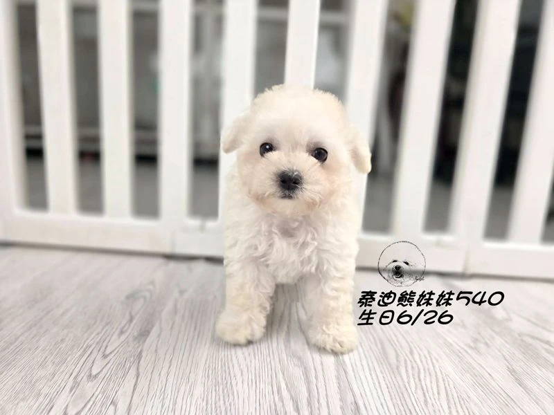 奶白泰迪熊 大眼   爆毛 妹妹540