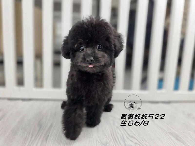 短吻 大眼 爆毛 黑貴賓妹妹522(已回家)