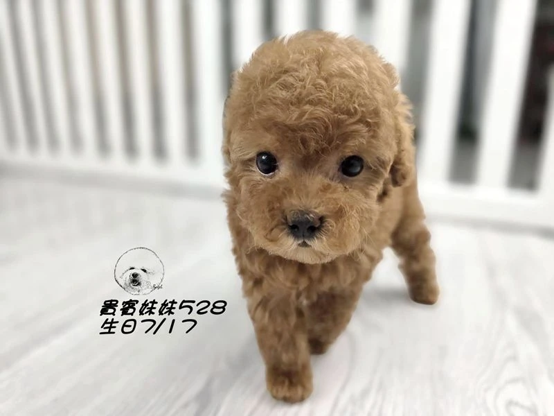 短吻 爆毛 紅貴賓妹妹528(已回家)