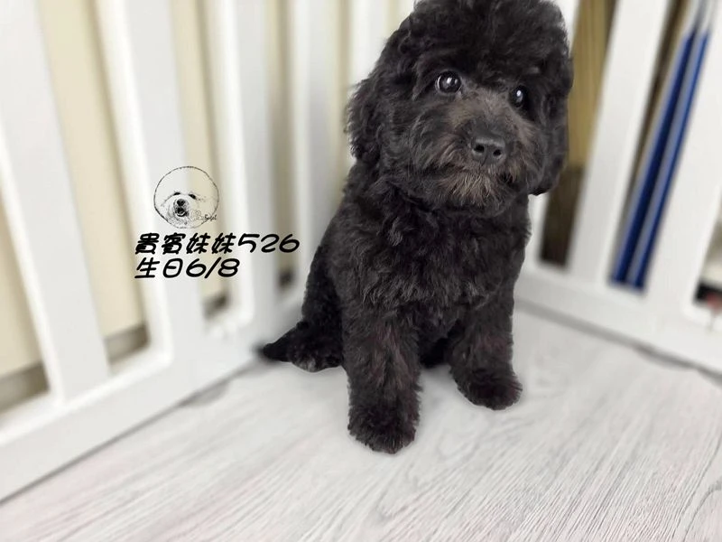 爆毛 黑貴賓妹妹526