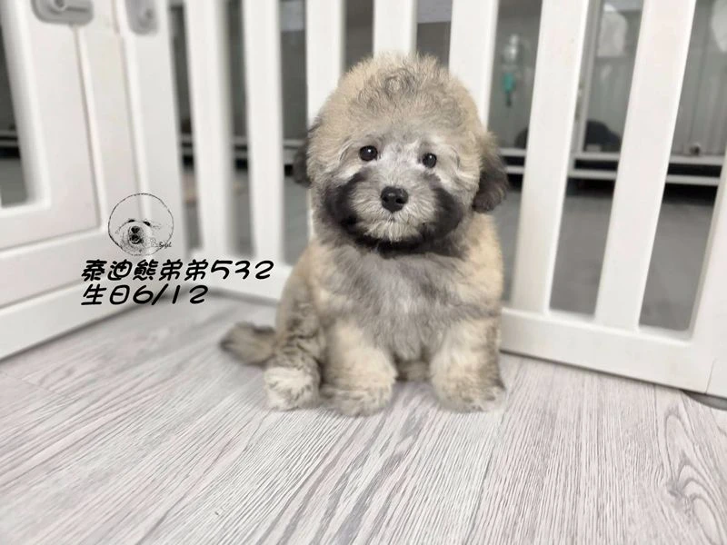 香檳灰 泰迪熊 短吻 短腿 爆毛 弟弟532(已回家)