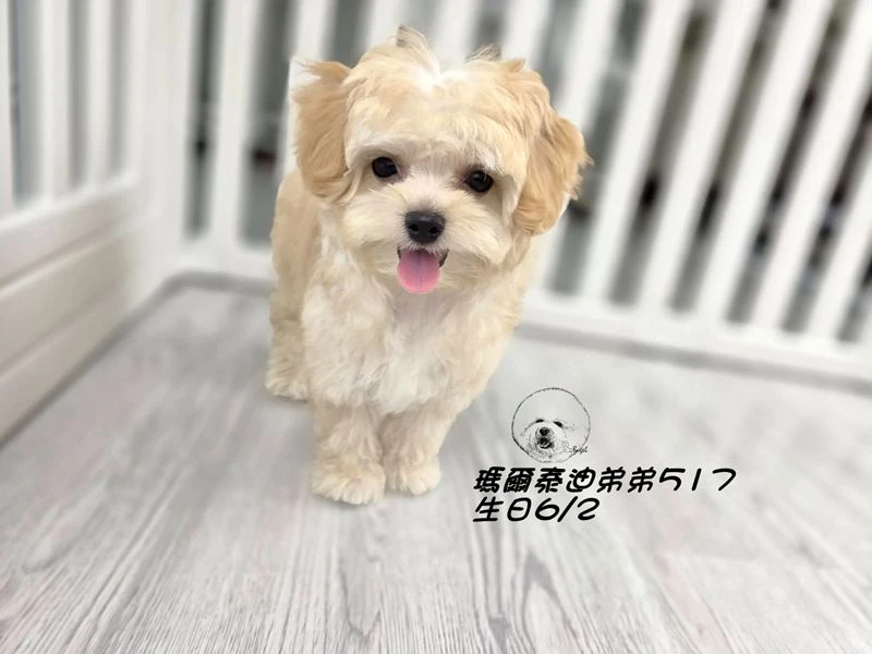 奶油瑪爾泰迪 短吻 短腿 爆毛 弟弟517(已回家)