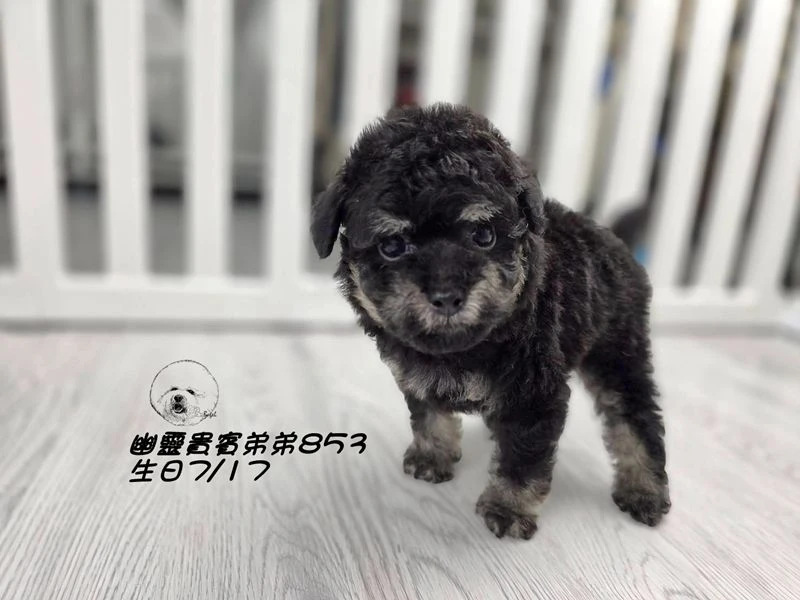 爆毛 幽靈貴賓弟弟853