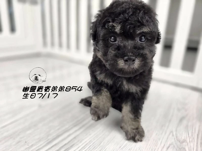 ?爆毛 幽靈貴賓弟弟854