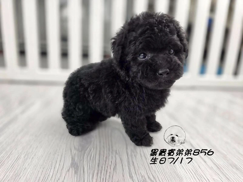 爆毛 黑貴賓弟弟856