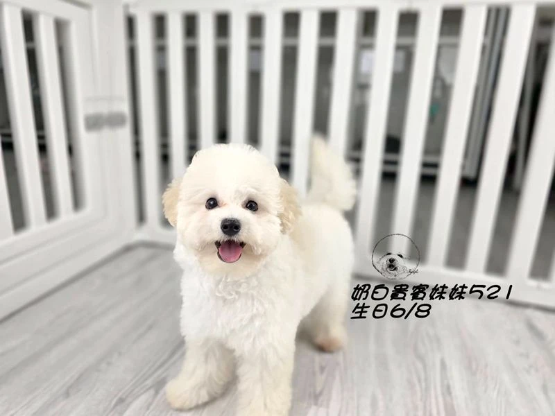 奶油白 大眼 爆毛 貴賓妹妹521