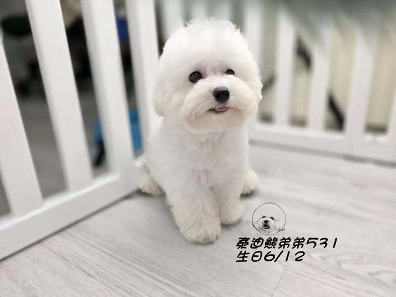 白泰迪熊爆毛 弟弟531