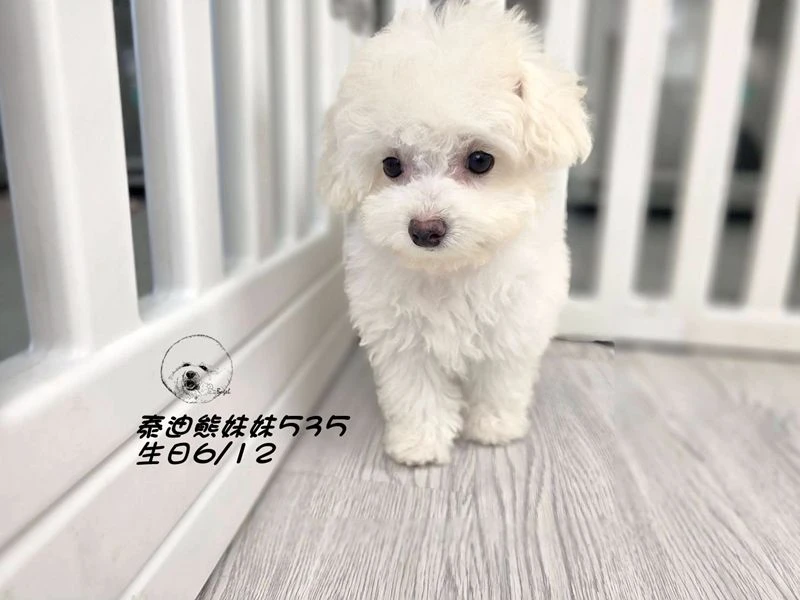 奶白泰迪熊 妹妹535