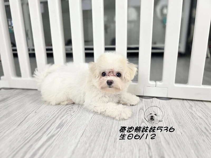 奶油花泰迪熊 大眼 短吻   妹妹536