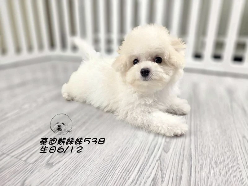 奶白泰迪熊 大眼 短吻 短腿 妹妹538