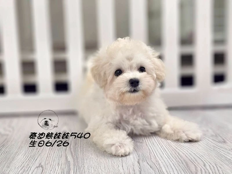 奶白泰迪熊 妹妹540