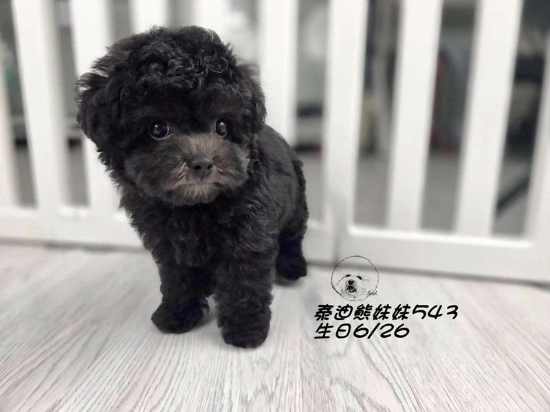 泰迪熊 短吻 短腿 大眼 爆毛 灰色妹妹543