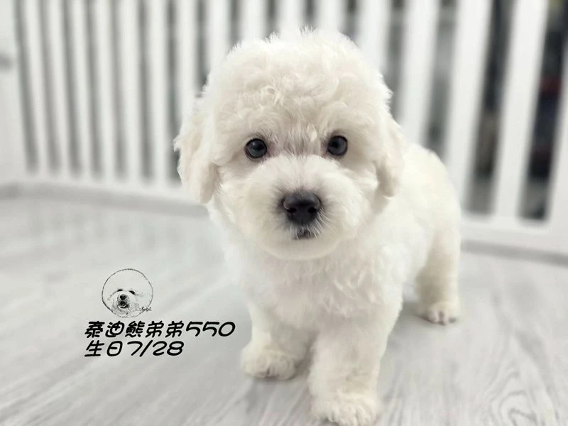 奶白 泰迪熊 大眼 短腿 爆毛 弟弟550