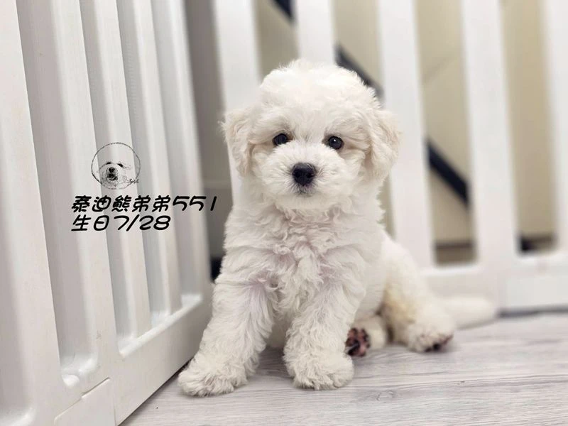奶白花 泰迪熊 爆毛 弟弟551
