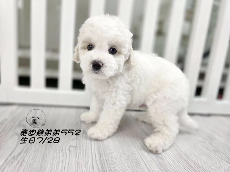 奶白花 泰迪熊 爆毛 弟弟552