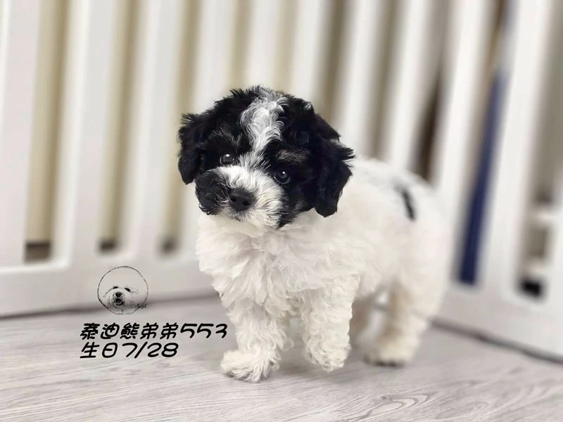 黑白花 泰迪熊 大眼 短腿 短吻 爆毛 弟弟553