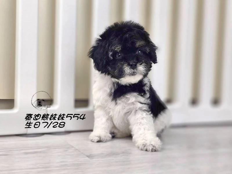 黑白花 泰迪熊  爆毛 妹妹554(已預定)