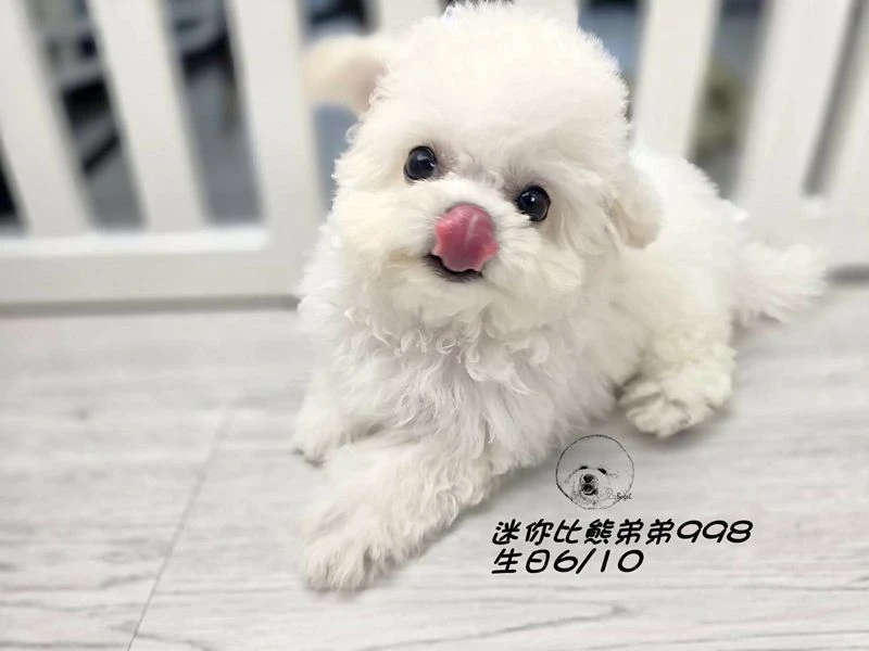 ?韓版迷你型 短腿 短吻 爆毛 大眼 比熊弟弟998