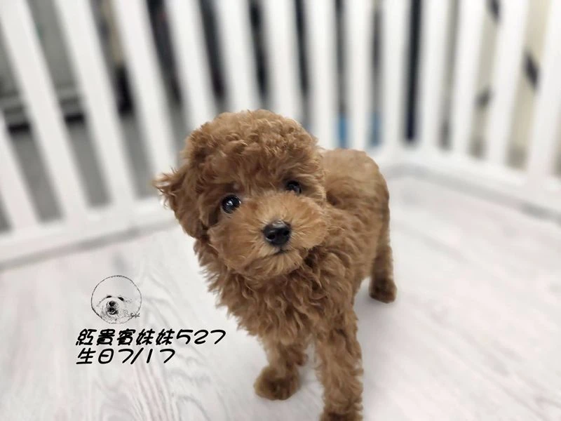 紅貴賓妹妹527
