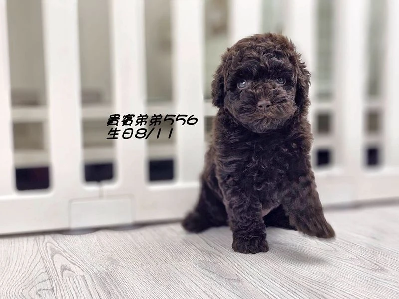 ?爆毛 大眼 巧克力貴賓 弟弟556