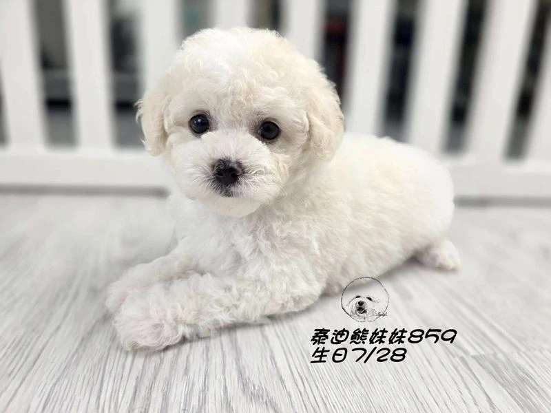 奶白泰迪熊 大眼 爆毛 妹妹859
