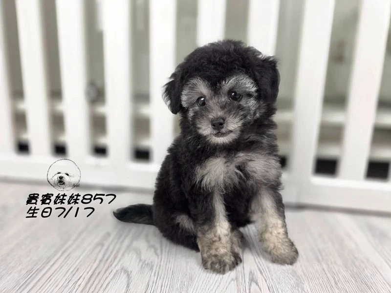 灰幽靈貴賓妹妹857(輕微厚道)