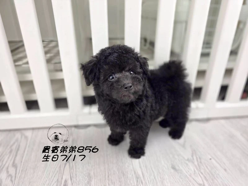 爆毛 巧克力灰貴賓弟弟856