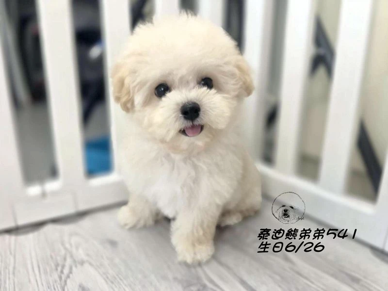 奶白泰迪熊 大眼 短吻 短腿 爆毛 弟弟541