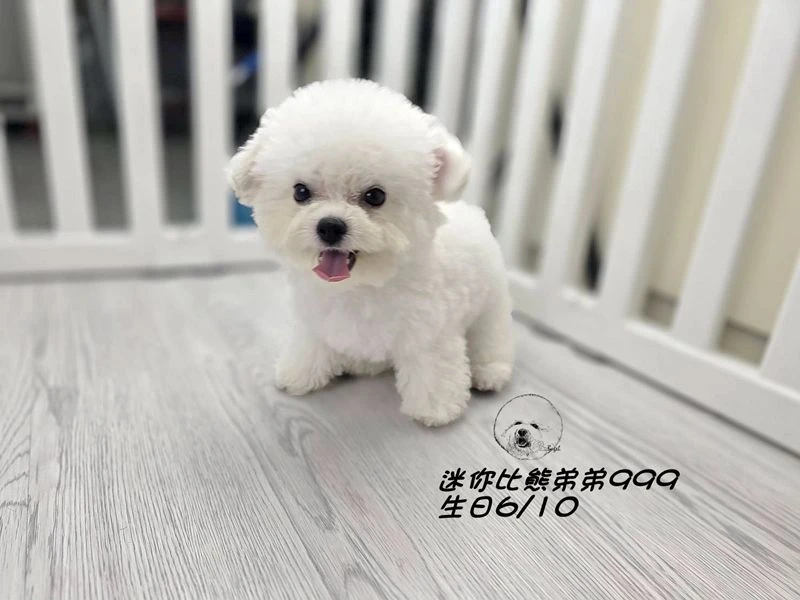 韓版迷你型 短腿 短吻 爆毛 大眼 比熊弟弟999