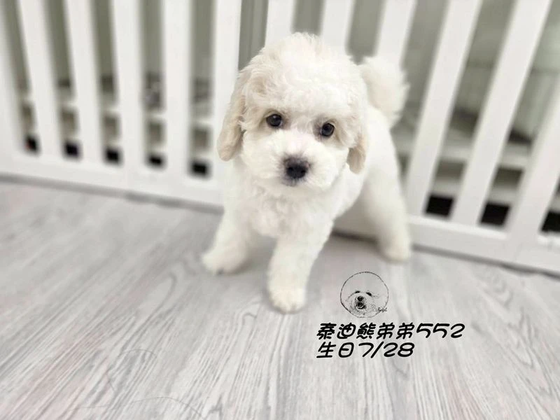 奶白花 泰迪熊 爆毛 弟弟552