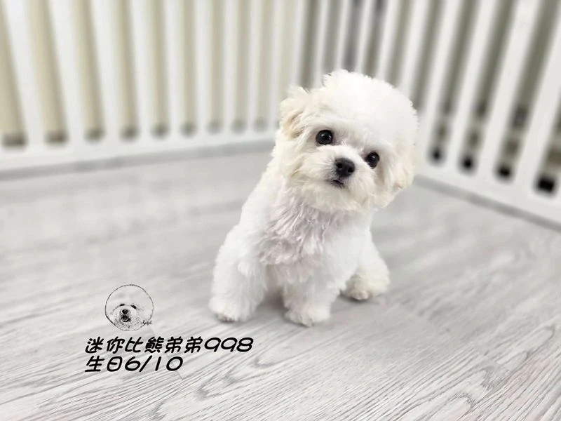 韓版迷你型 短腿 短吻 爆毛 大眼 比熊弟弟998