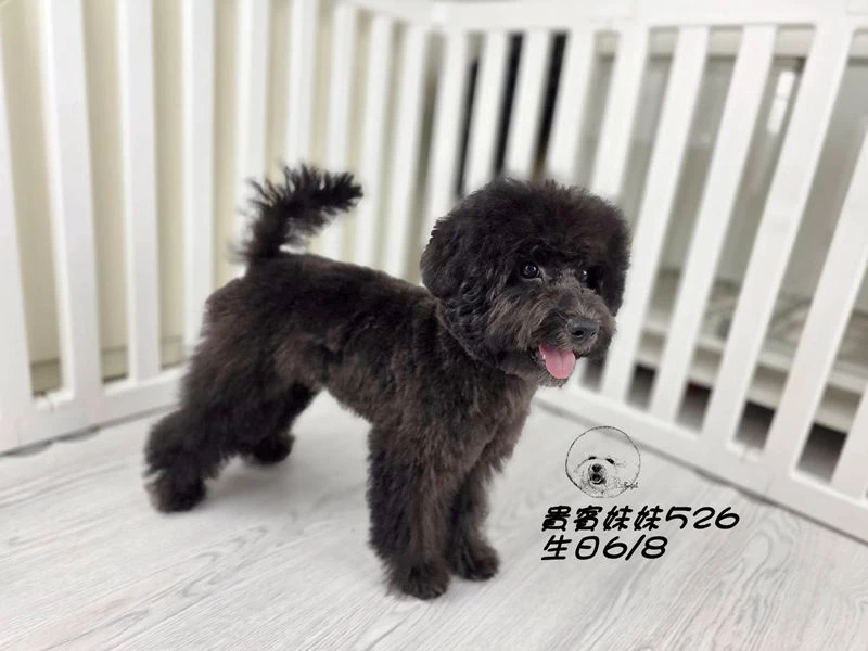 爆毛 黑貴賓妹妹526