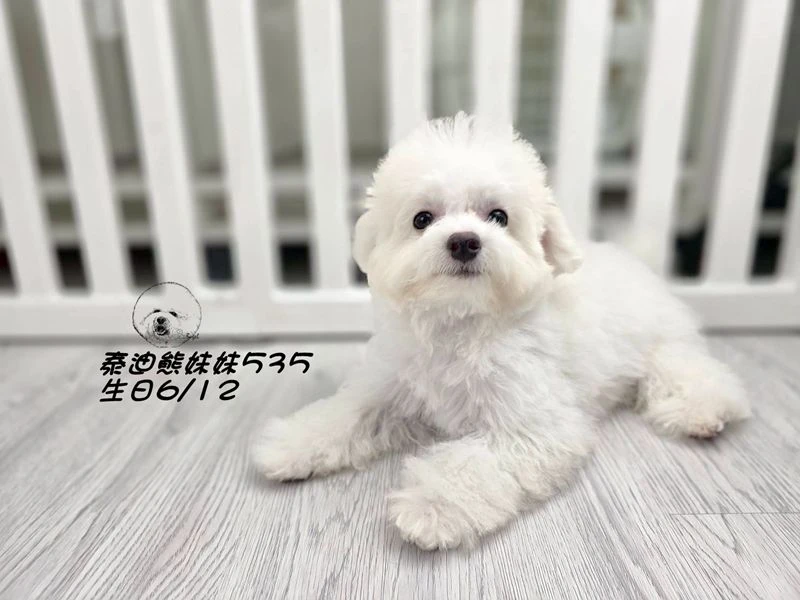 奶白泰迪熊 妹妹535(已預定)