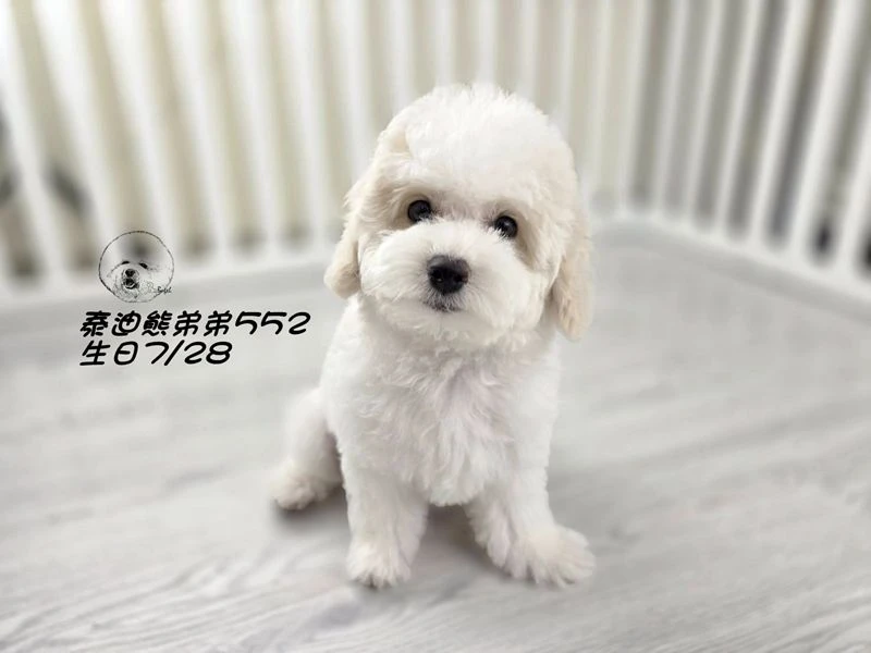 奶白花 泰迪熊 爆毛 弟弟552