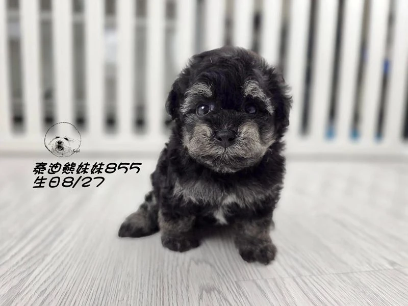 幽靈花泰迪熊 短腿 大眼 妹妹855