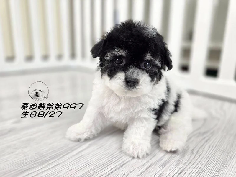 黑白花泰迪熊 短腿 大眼 弟弟997