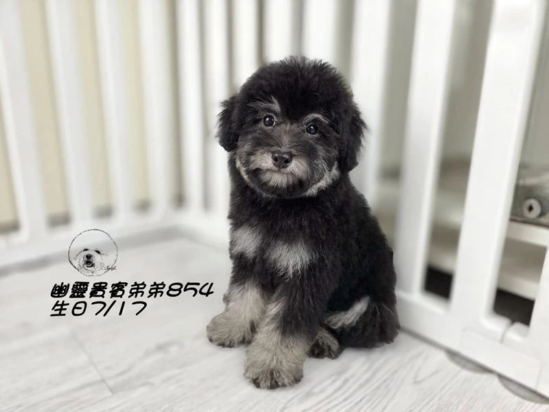 爆毛 大眼 灰幽靈貴賓弟弟854