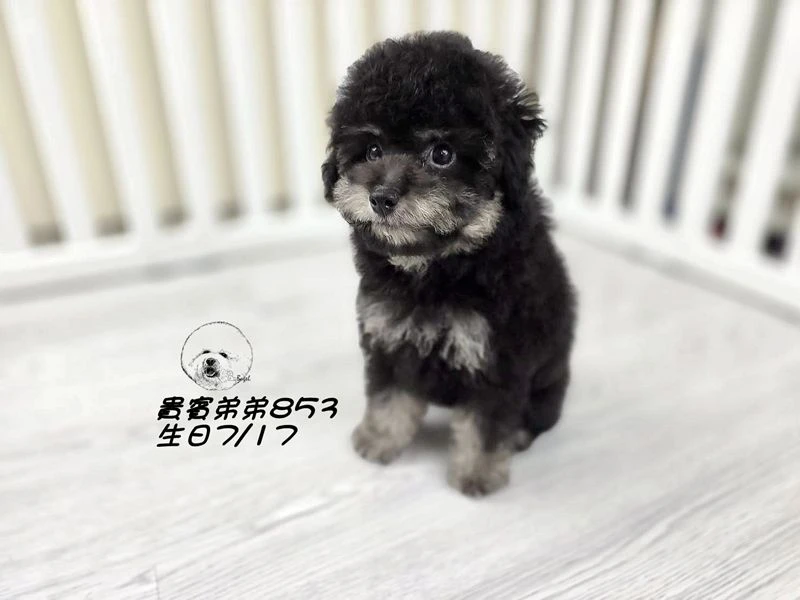 爆毛 大眼 灰幽靈貴賓弟弟853