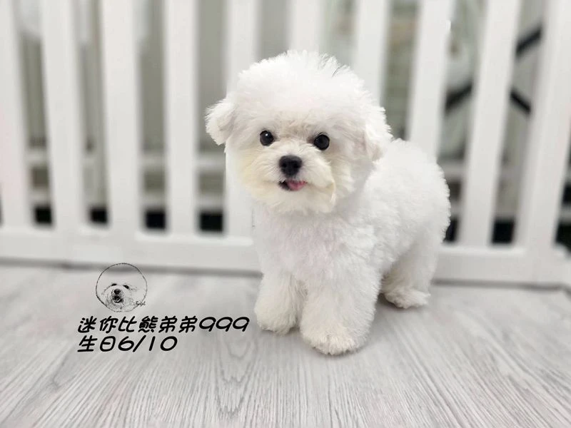 韓版迷你型 短腿 短吻 爆毛 大眼 比熊弟弟999